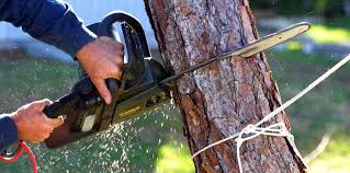 How Our Tree Care Process Works  in  Dacono, CO